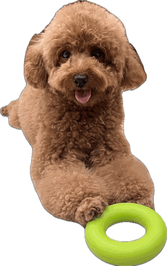 Oakley, Jessie's poodle