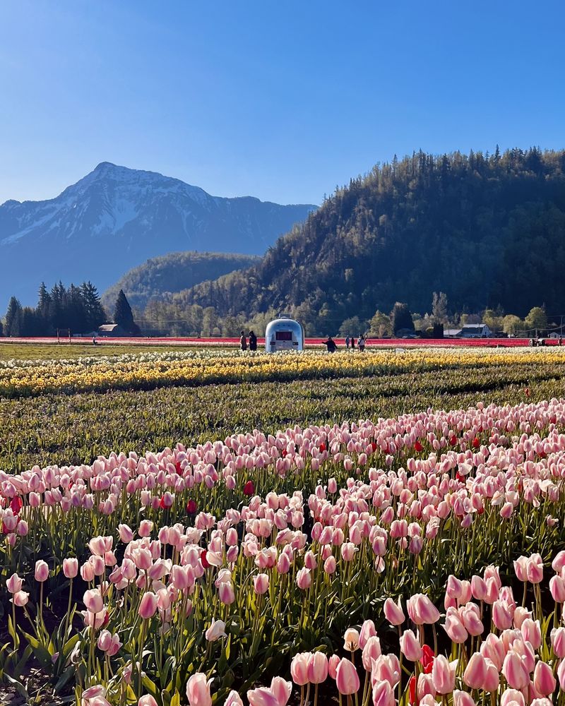 Agassiz • Harrison Tulip Festival