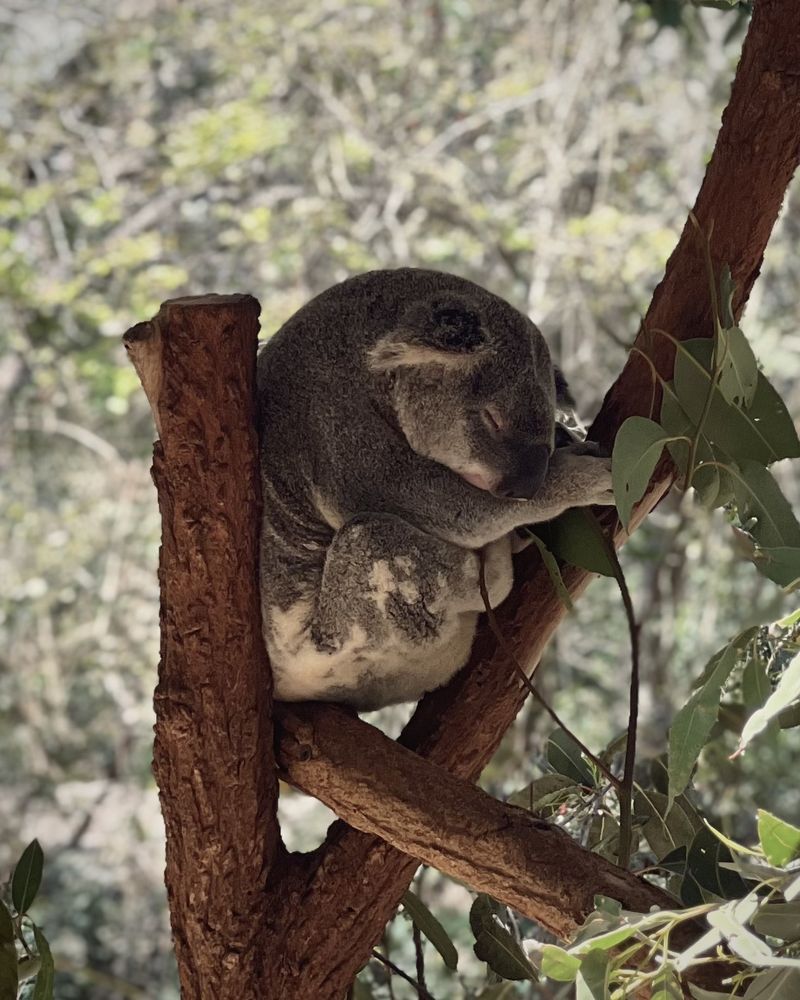 Brisbane • Koala