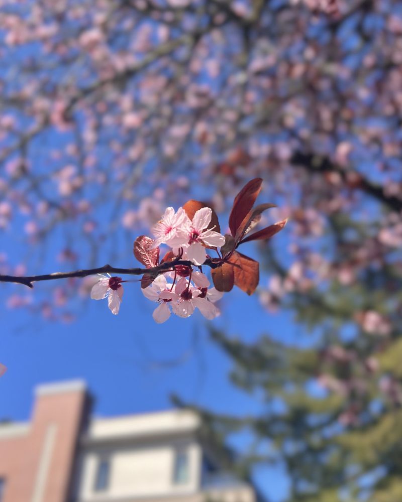 UBC