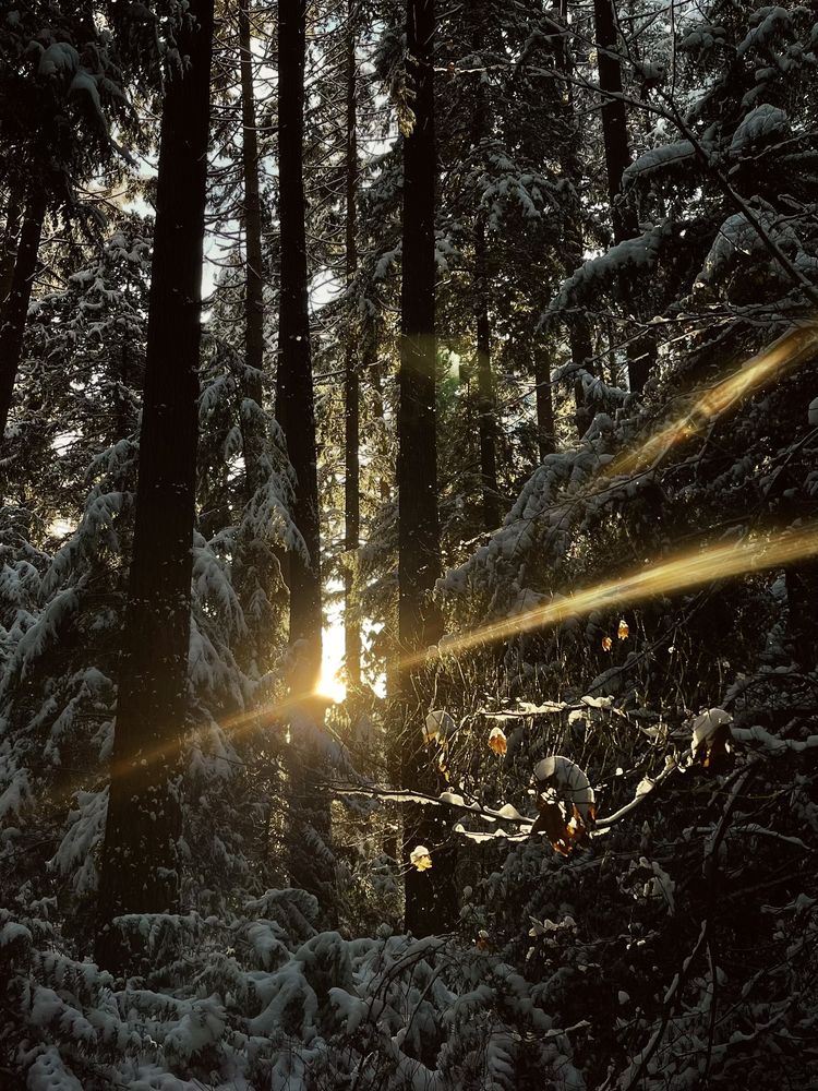 UBC • Pacific Spirit Park